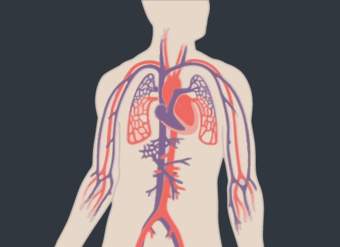 ¿Cómo se mueve la sangre alrededor de nuestros cuerpos?