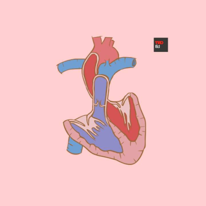 Cómo el corazón realmente bombea sangre