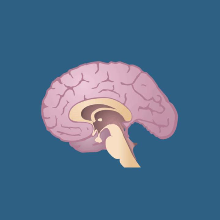 Fisiología humana: retroalimentación y función de la hormona tiroidea Fisiología humana: retroalimentación y función de la hormona tiroidea
