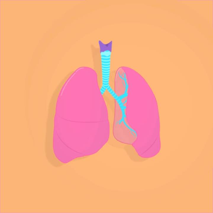 Sistema respiratorio, Parte 1: Curso intensivo Sistema respiratorio, Parte 1: Curso intensivo