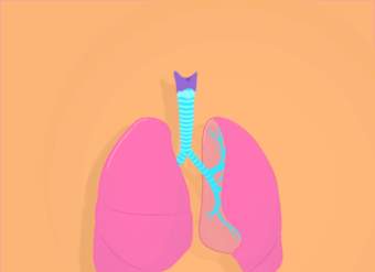 Sistema respiratorio, Parte 1: Curso intensivo
