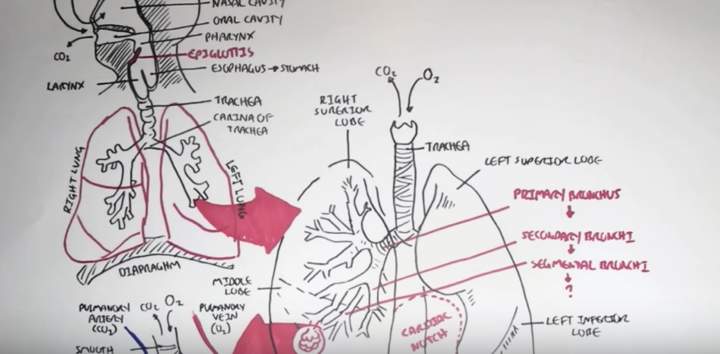 Resumen del sistema respiratorio