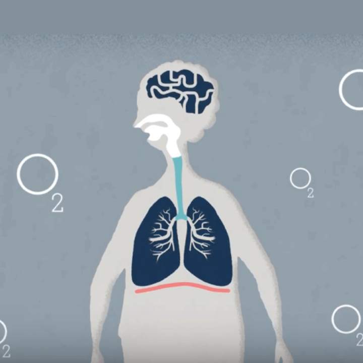 ¿Qué hacen los pulmones? ¿Qué hacen los pulmones?