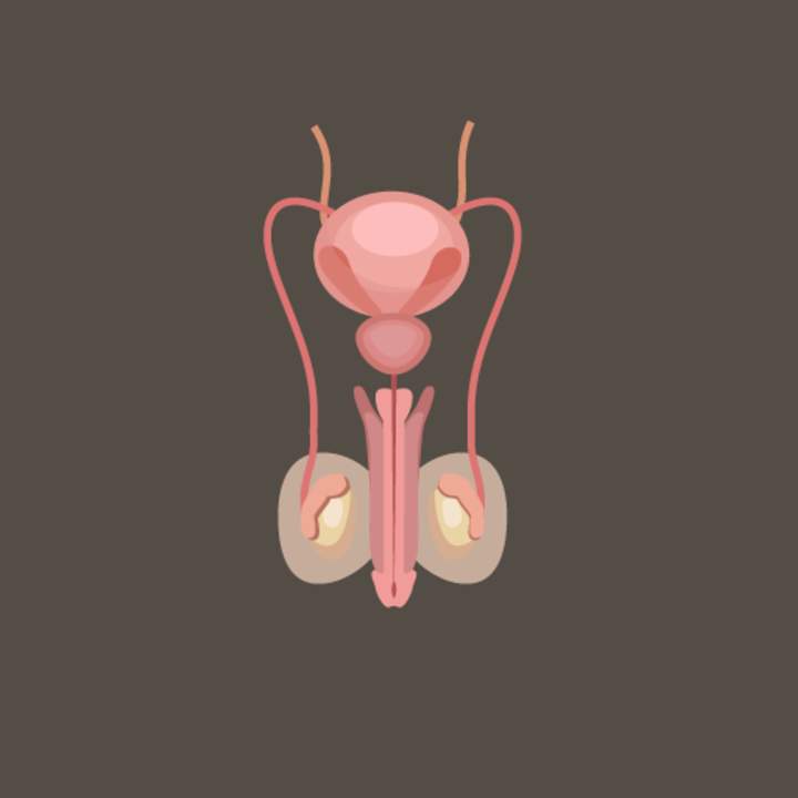 Sistema reproductor masculino
