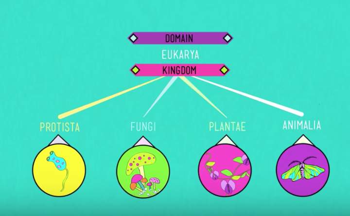Taxonomía: Sistema de archivo de la vida (Curso intensivo)