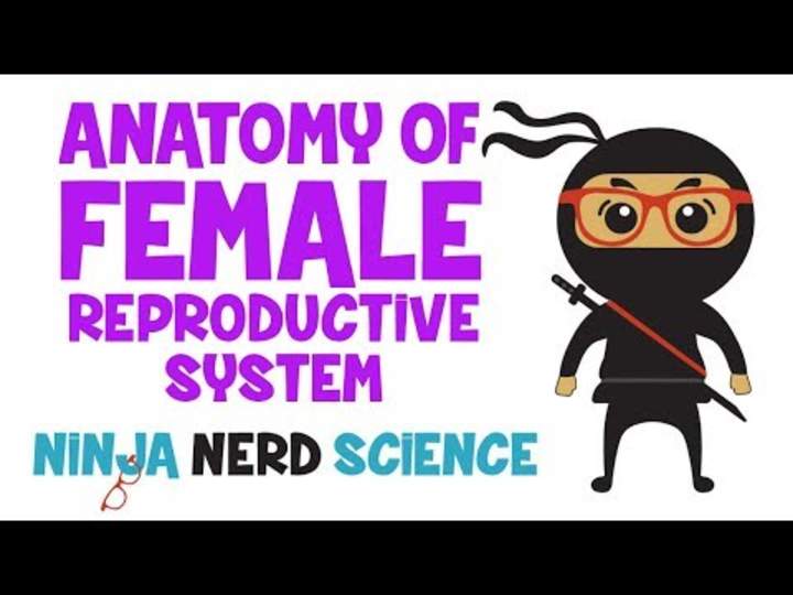 Anatomía del sistema reproductor femenino Anatomía del sistema reproductor femenino