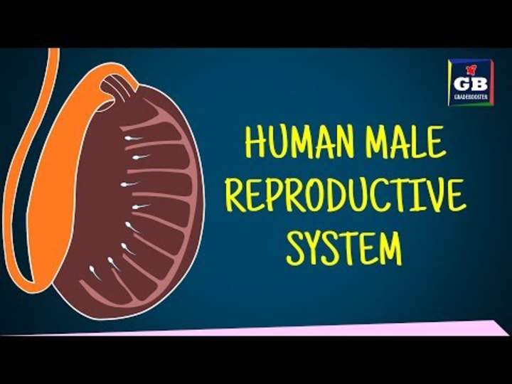 Sistema Reproductor Masculino Humano Sistema Reproductor Masculino Humano