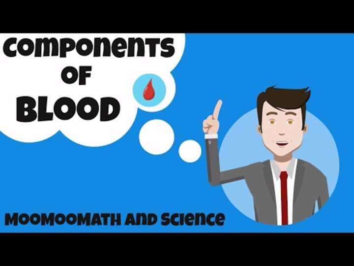Componentes de la sangre y su función. Componentes de la sangre y su función.