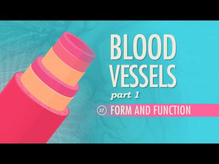 Vasos sanguíneos, parte 1 - Forma y función Vasos sanguíneos, parte 1 - Forma y función