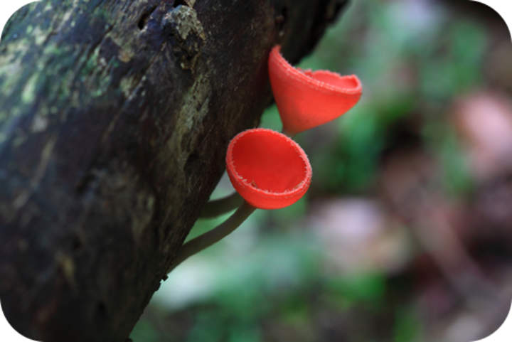Enfermedades de hongos Enfermedades de hongos