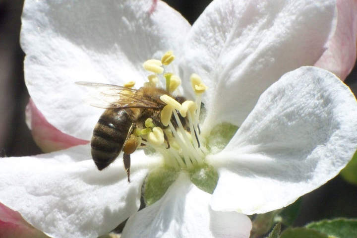 Reproducción de plantas y ciclo de vida Reproducción de plantas y ciclo de vida