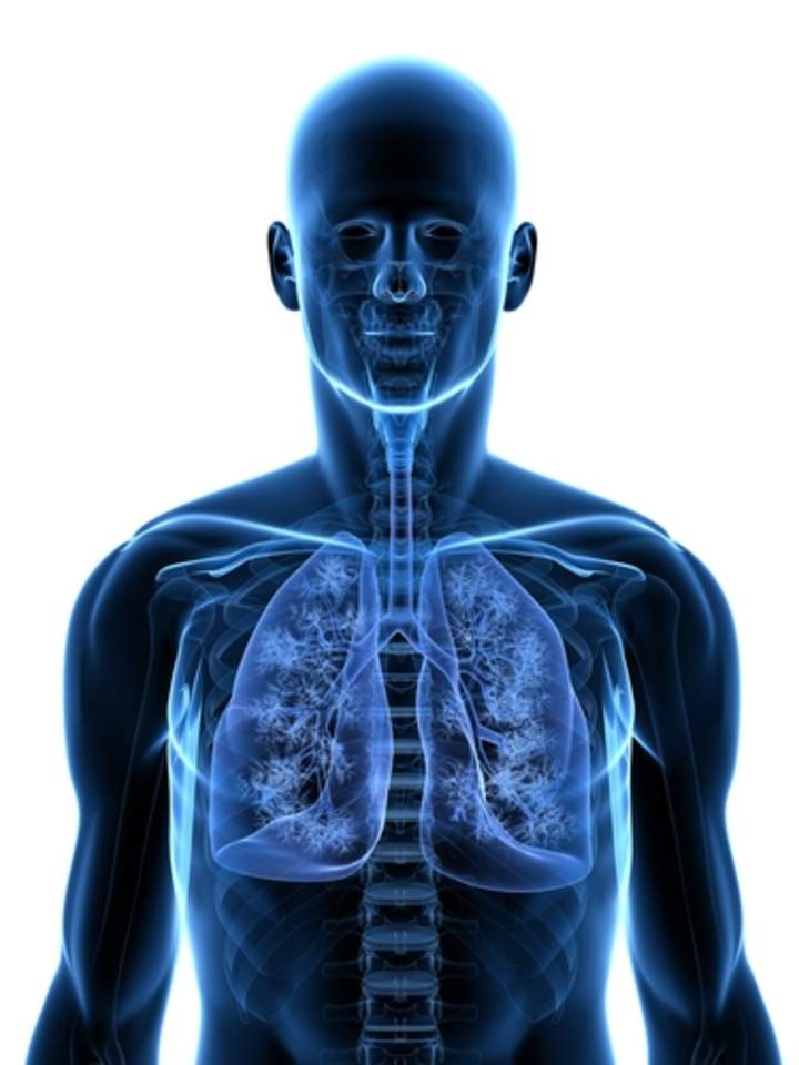 Sistema respiratorio Sistema respiratorio