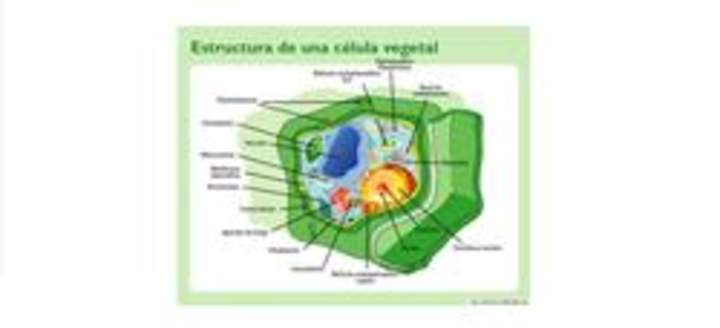 Célula vegetal